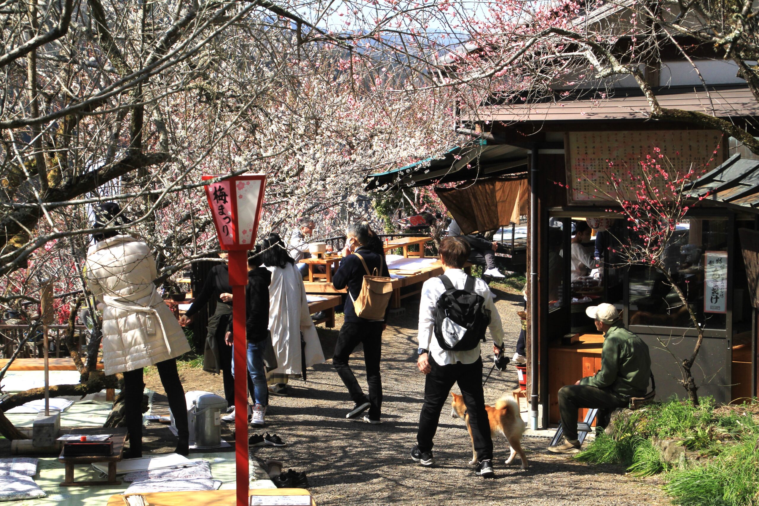 A4優秀賞「茶屋の梅花を楽しむ」武田俊彦